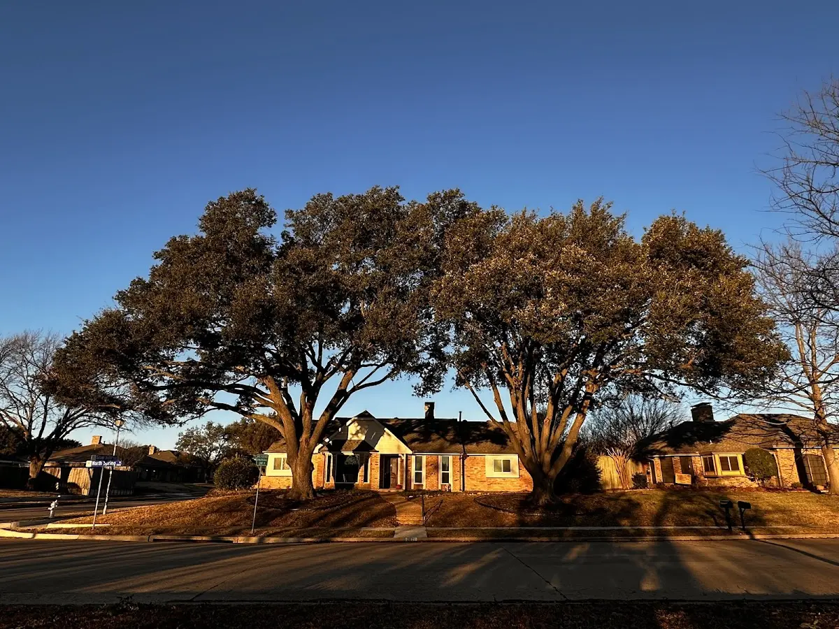 Established residential canopy tree shading a home in Big Bend